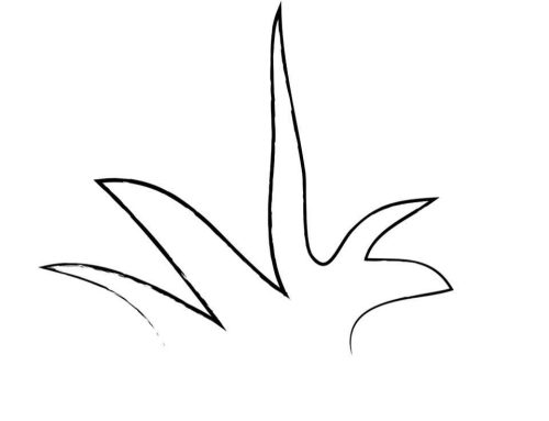Pineapple Culture