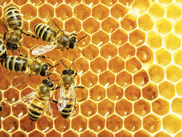 abeille2