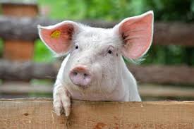 cochon1