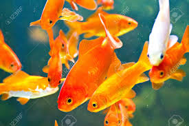 poissons aqua