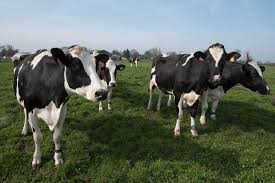 vache