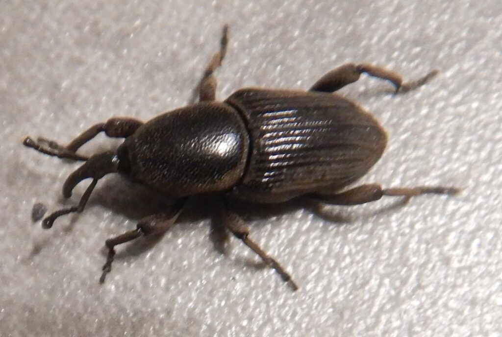 Charante Insect Charançons – Biosécurité de la Polynésie française