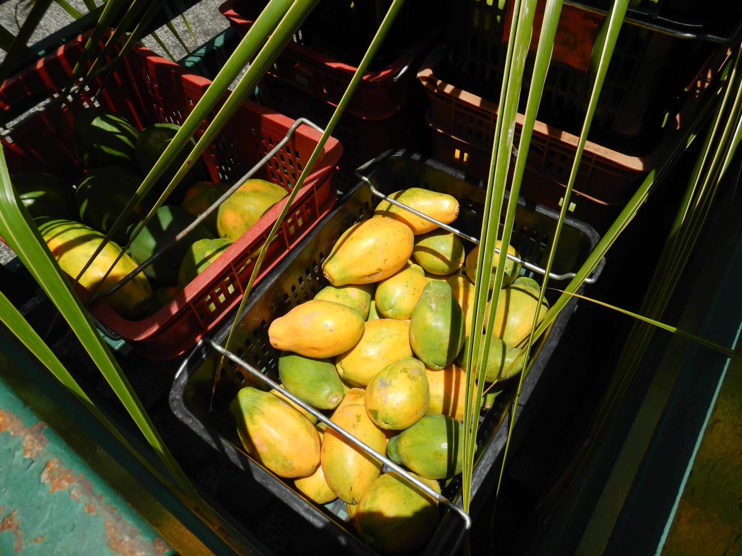 DSCN0941 https://www.service-public.pf/biosecurite/particuliers/organismes-nuisibles-prioritaire/