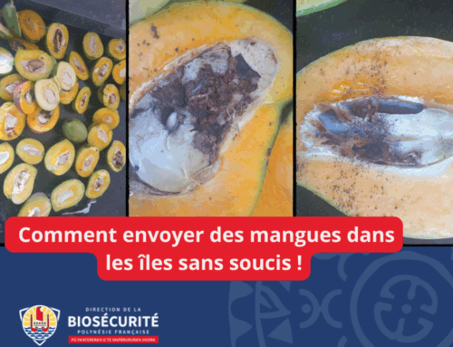 09/12/2025 – Comment envoyer des mangues dans les îles sans soucis !