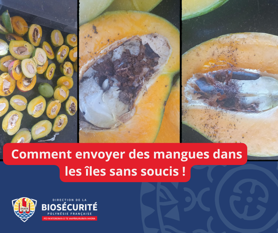 09/12/2025 – Comment envoyer des mangues dans les îles sans soucis !