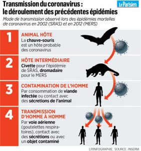 COVID 19 Origine Virus