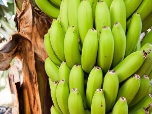 Régine de banane verte.