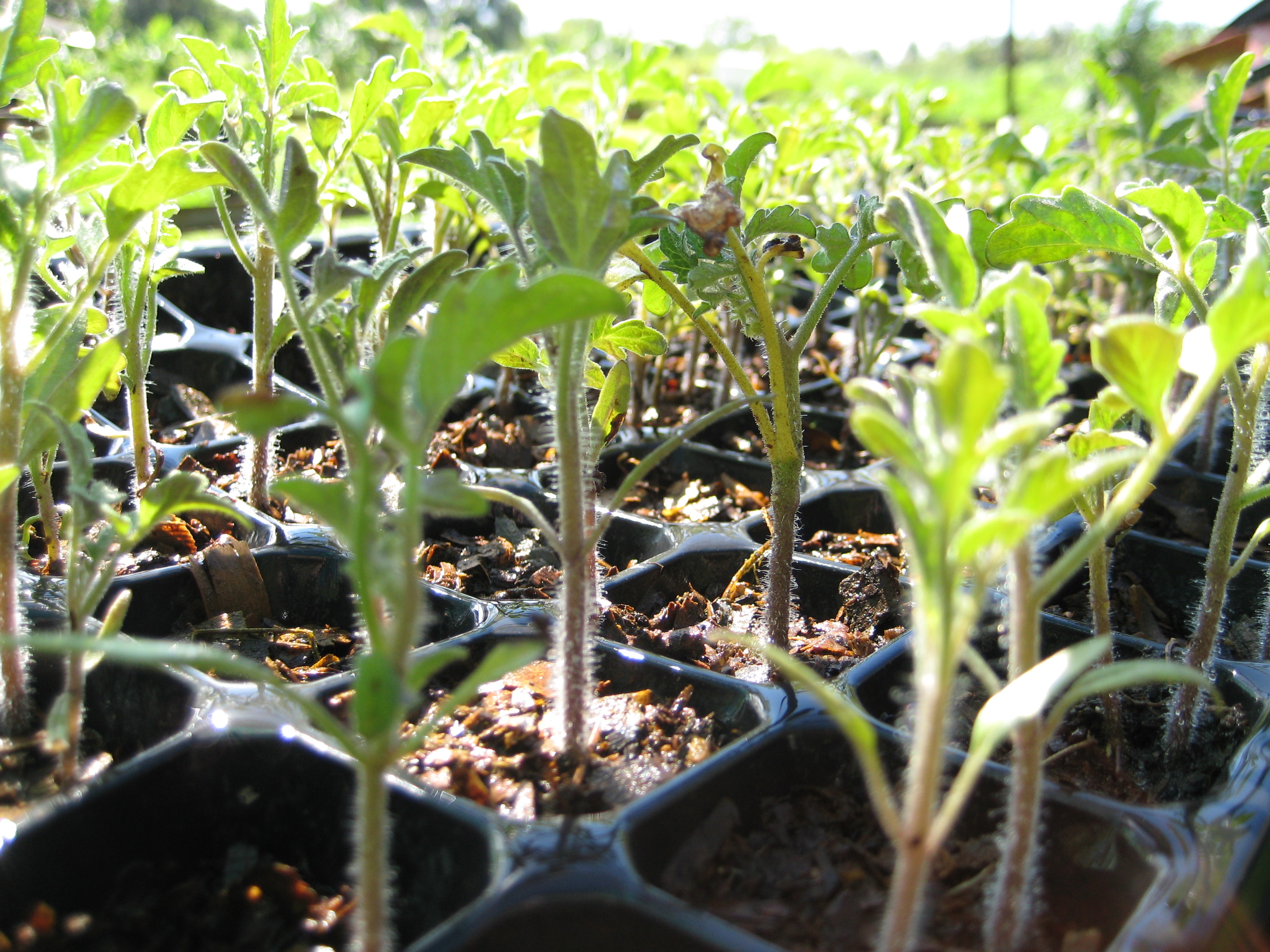 1- Pépinière (4) Plan rapprochés de jeunes pousses en pépinière.