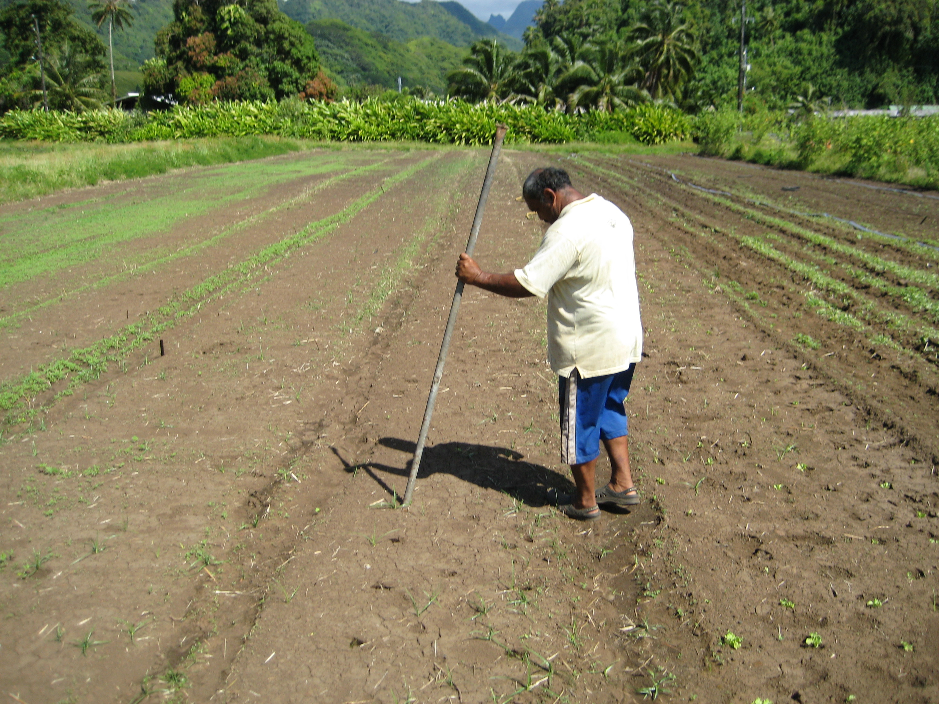 3- Trouaison (1) Personne trouant une motte dans un champ.