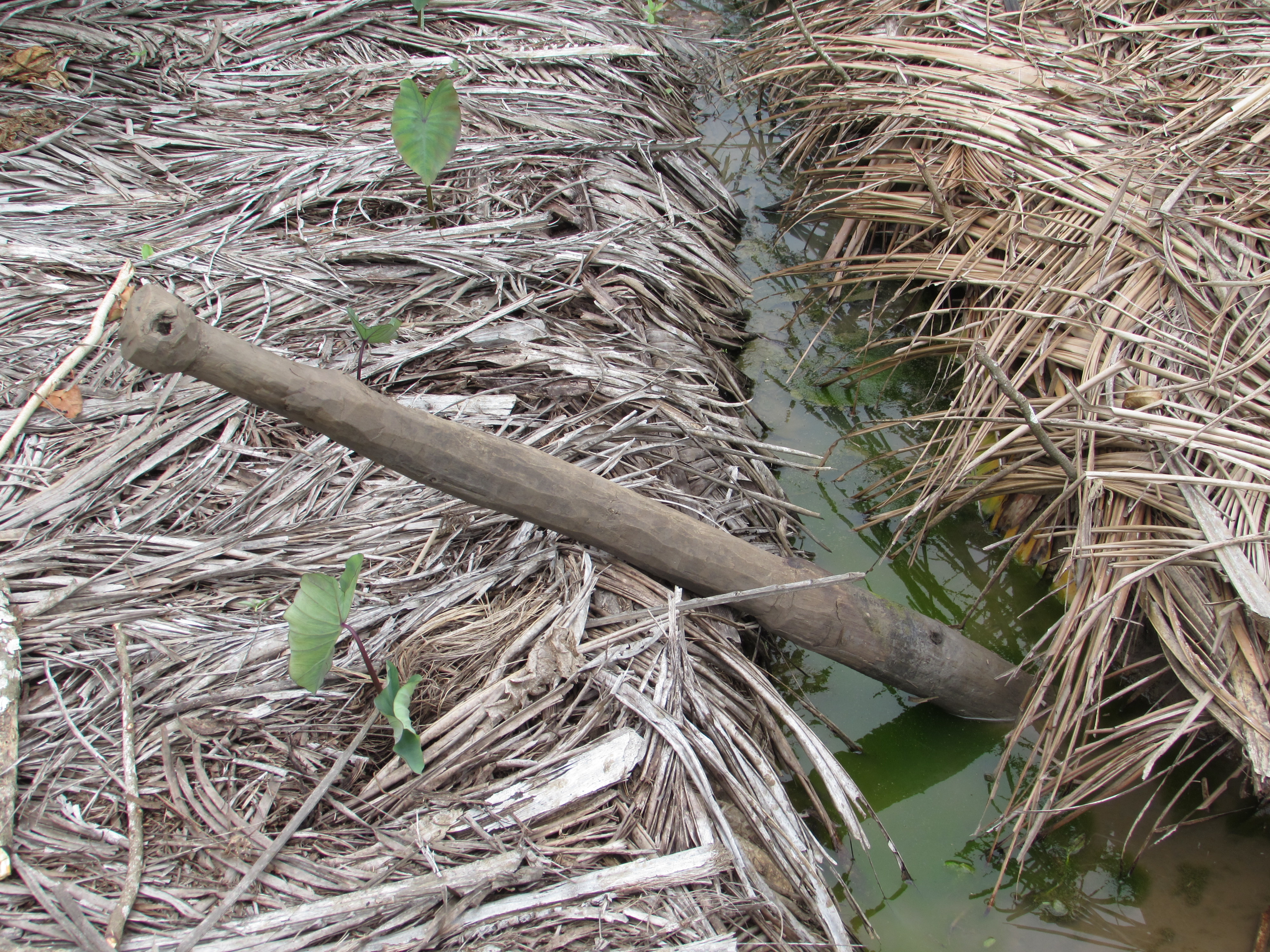 Canal inter-tarodière, dans lequel a été laissé l'outil pour former les trou pour les jeunes plants de taro.