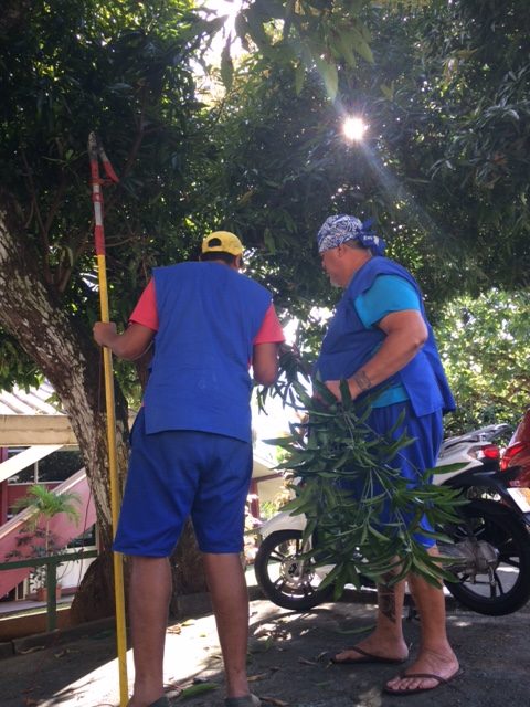 Récolte de greffon de manguier de la variété Tutehau, par deux pépiniéristes de la Direction de l'agriculture.