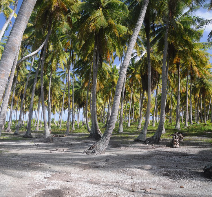 Cocoteraie Tahiti Dag 2