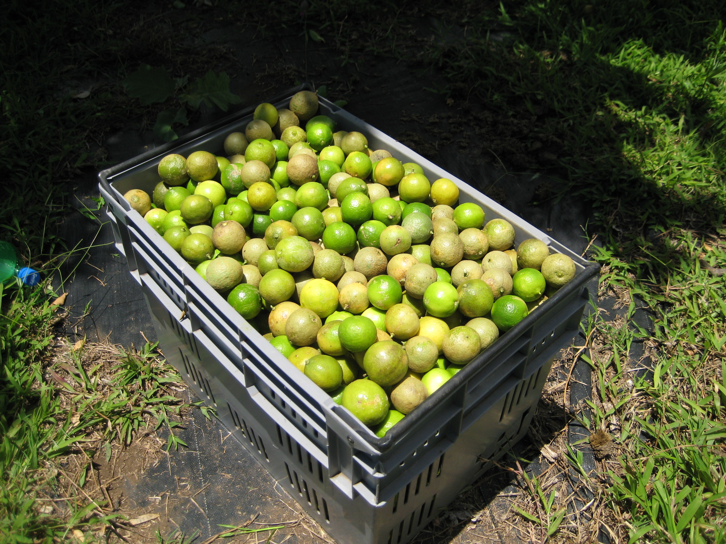 Citronniers Cageau DAG 2012