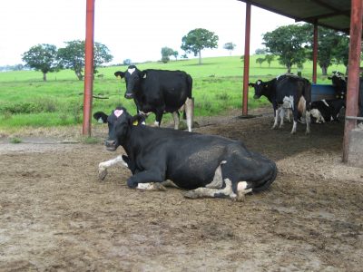 Vaches laitière. Direction de l'agriculture en Polynésie française, nd.