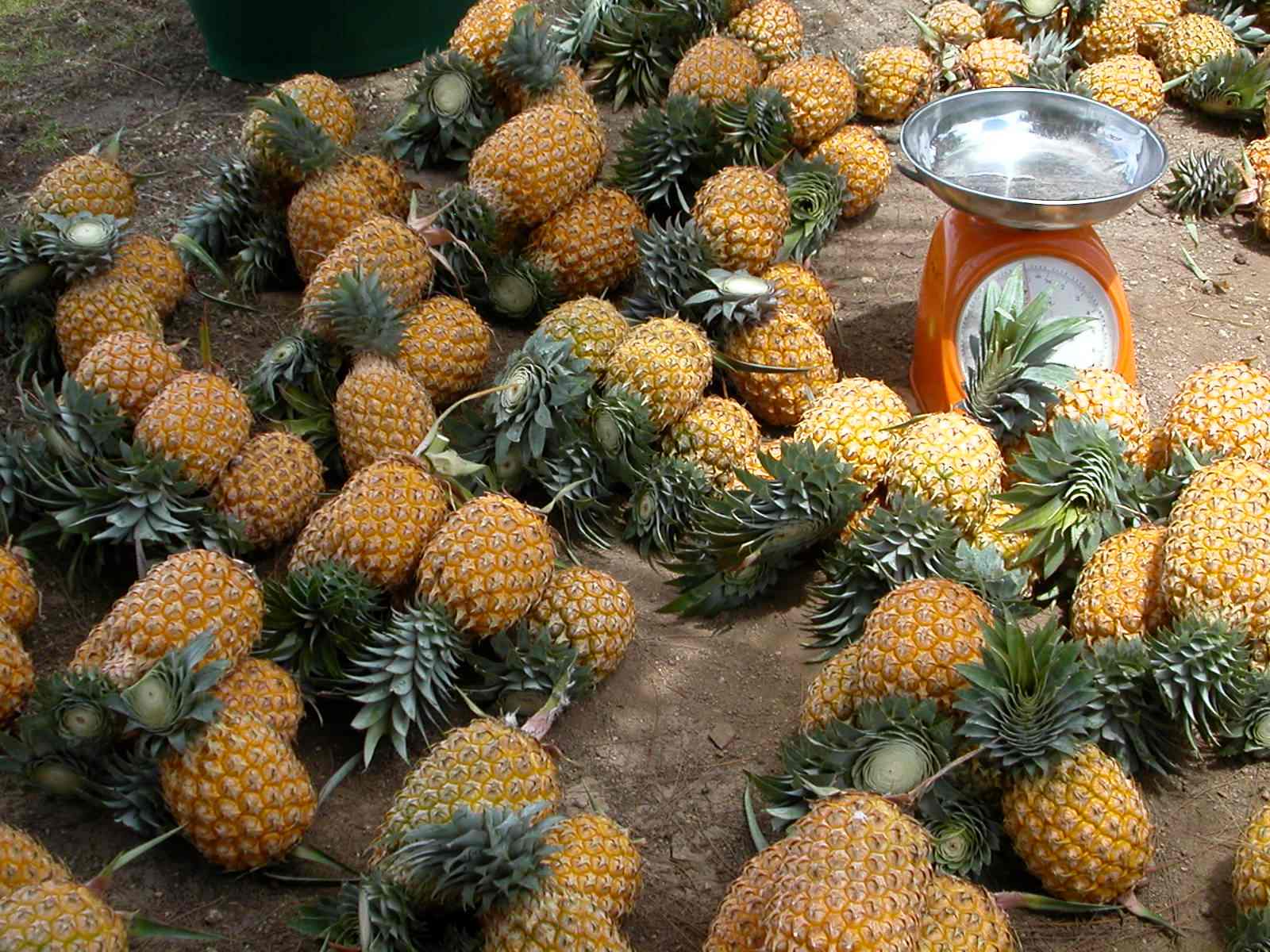 Ananas Tahaa Balance DAG Nd