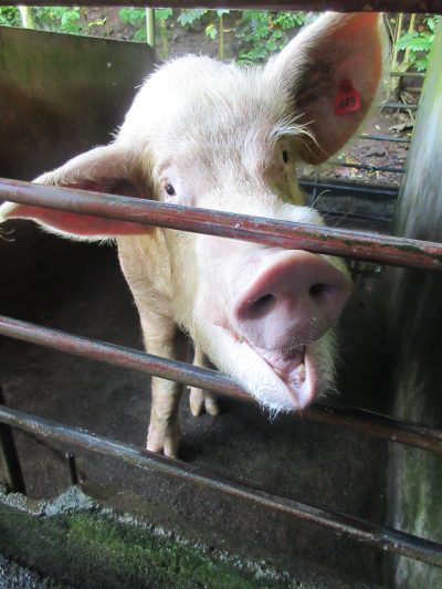 Porc d'élevage. Marie-claire QUEMERE, Direction de l'agriculture en Polynésie française, nd.