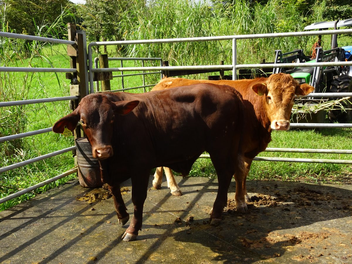 Nouveaux pensionnairer de la station d'élevage de Taravao, Oh my god et Orion sont 2 taurillon reproducteurs. Photo Valérie ANTRAS. Direction de l'agriculture de Polynésie française, juin 2019.