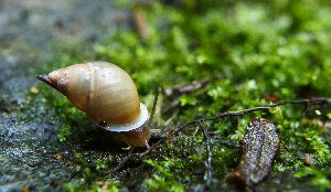 Escargot arboricole dont une cinquantaine d'espéce a disparu