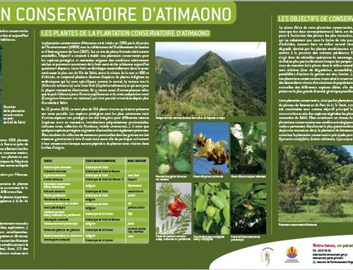 Plantation conservatoire d’Atimaono