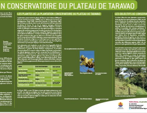 Plantation conservatoire du plateau de Taravao