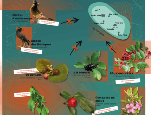 Fruits & oiseaux envahissantes ne pas introduire aux Marquises (affiche)