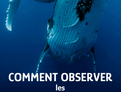 Comment observer les mammifères marins (2025, dépliant)