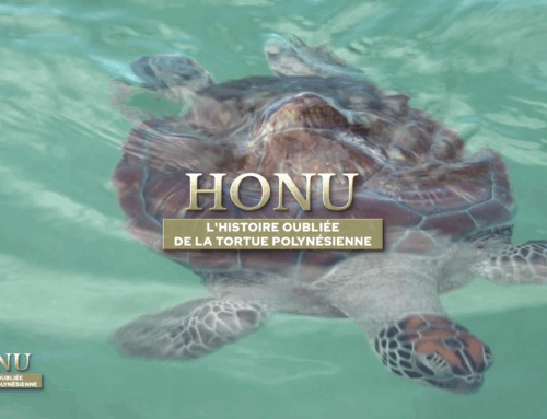 Honu, l&rsquo;histoire oubliée de la tortue polynésienne