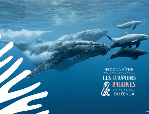 Reconnaître les Dauphins et Baleines du Fenua
