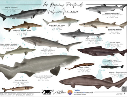 Poster les requins profonds de Polynésie
