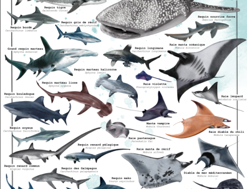 Poster requins et raies de Polynésie