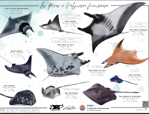 Poster les raies de Polynésie