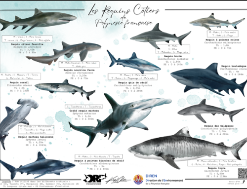 Poster les requins côtiers de Polynésie