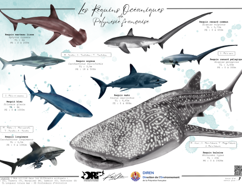 Poster les requins océaniques de Polynésie