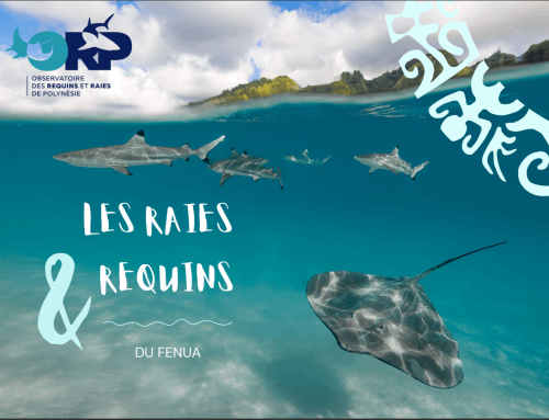 Livret requins et raies du Fenua