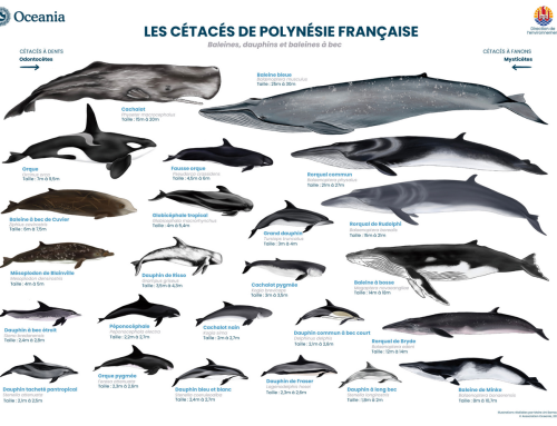 Poster mammifères marins de Polynésie