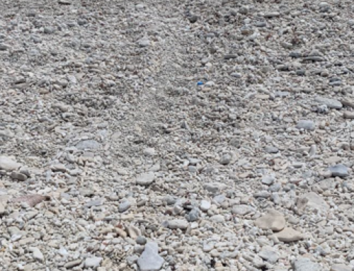 Consultation – Sécurisation des nids et suivi écologique des tortues vertes