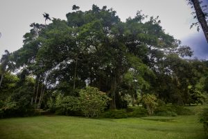 JARDIN BOTANIQUE - HARRISON SMITH