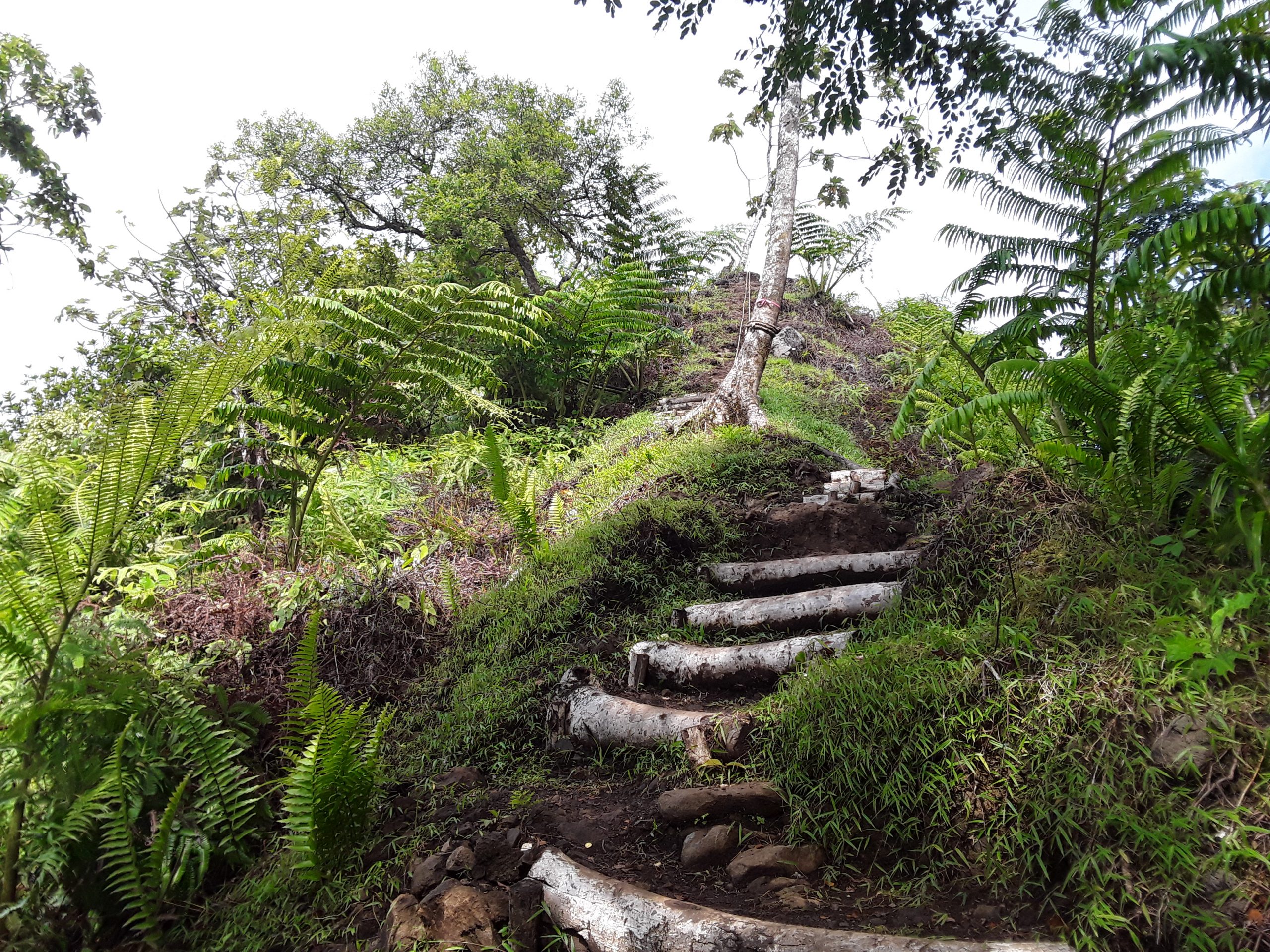 Le sentier de la crête des Macaranga