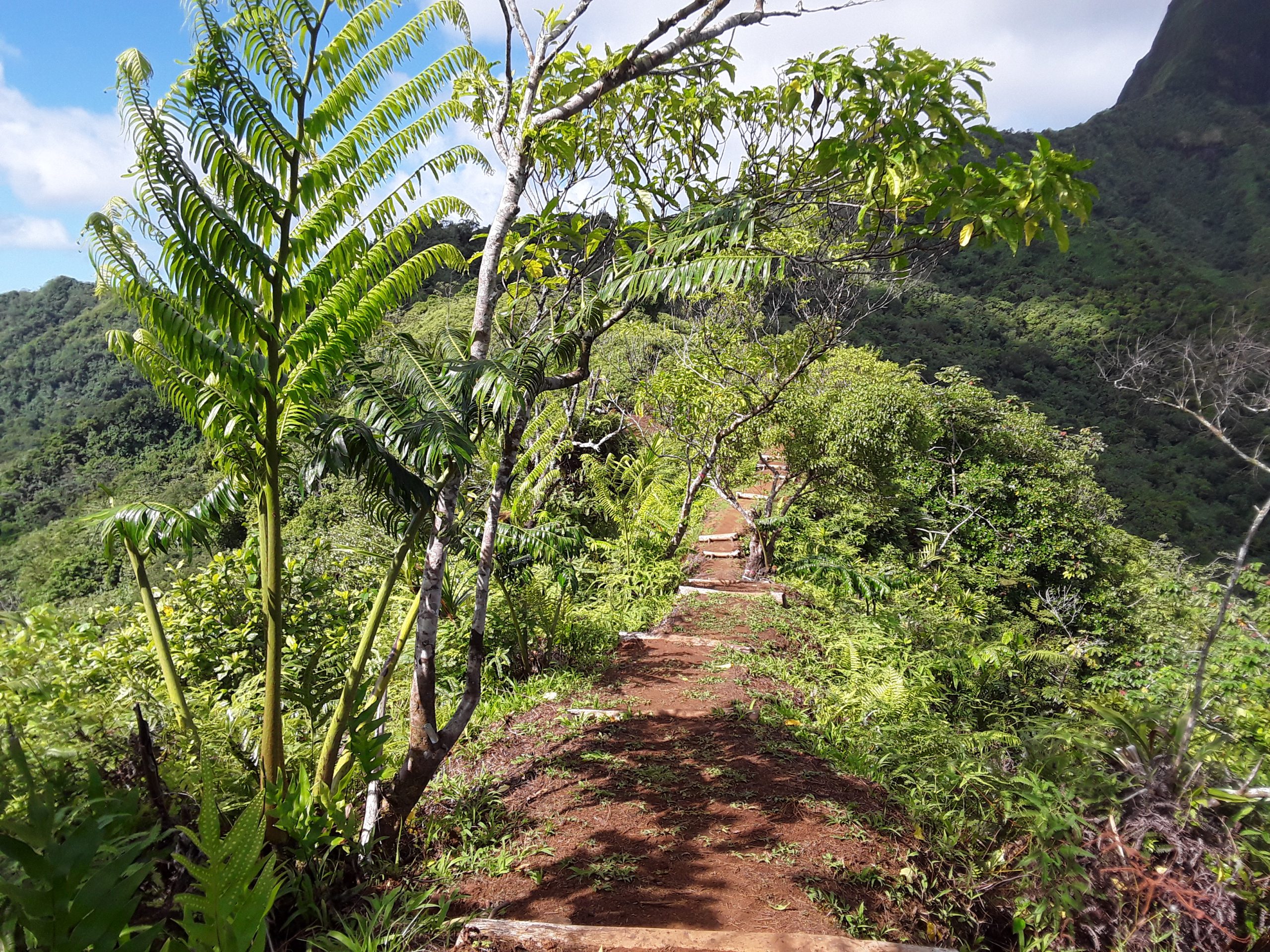 Le sentier de la crête des Macaranga