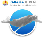 PARAOA DIREN